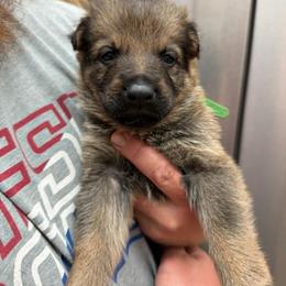 A1-1 Sable Boy - Mr. Green - Sable male German Shepherd puppy in Lincoln, California from Valor-K9s