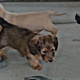 Molly (AKC REGISTRATION) - Chocolate and tan female Dachshund puppy in Beaumont, California from Santa Rita Doxies