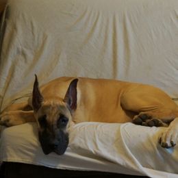 Great Danes from Memore Great Danes