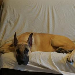 Great Danes from Memore Great Danes