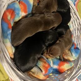 Dachshund Puppies from EB's Cajun Lil' Doxies