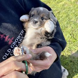 Miniature Australian Shepherd Puppies from 5 Star Mini Aussies