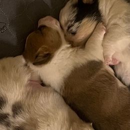 American Corgis from Green Star Farm Corgis