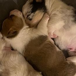 American Corgis from Green Star Farm Corgis