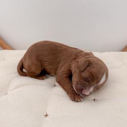 Muffin - Red female Cavapoo puppy in Apache Junction, Arizona from Coffey House Doodles
