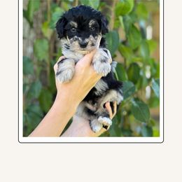 Storm Chaser - Stormy - Merle male Bernedoodle puppy in Charleston, South Carolina from Palm Belle Doodles