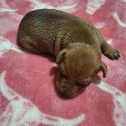 Meeko - Stag red male Miniature Pinscher puppy in Grove, Oklahoma from K&J's Min Pins Of Grand Lake