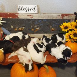 Goldendoodle Puppies from Tbear's Doodles