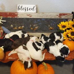 Goldendoodle Puppies from Tbear's Doodles