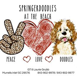 Betsy - Black and white female Springerdoodle puppy in Murrells Inlet, South Carolina from SpringerDoodles at the Beach