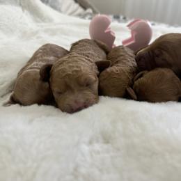 Girl 1 - Red  female Goldendoodle puppy in Shingle Springs, California from Creamy Retrievers