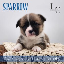 Sparrow - Sable female Pembroke Welsh Corgi puppy in Pine Village, Indiana from NL Horsemanship