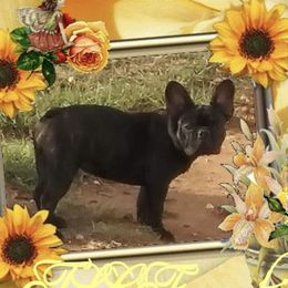 Frenchie - French Bulldog