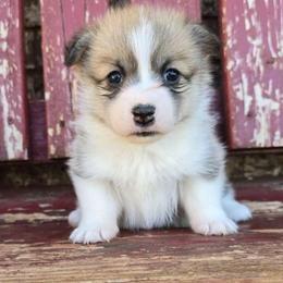 Willow - Red female Pembroke Welsh Corgi puppy in Anton, Texas from X Bar's Lil Legs of Texas