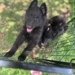 Green boy - Black male Belgian Sheepdog puppy in Hastings, Minnesota from Century Hills Farm