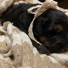 Border Collie and Bordoodle Puppies from Sunrise Kennels