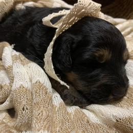 Border Collie and Bordoodle Puppies from Sunrise Kennels