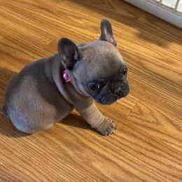Lilly - Blue fawn female French Bulldog puppy in Alabama from Southern Bulldogs