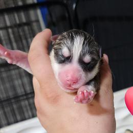 Siberian Husky Puppies from Spirit of the Moon Siberians