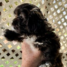 Prince - Black and white male Shih Tzu puppy in Victorville, California from Precioustzus