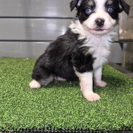 Boy 2 - Black tri male Toy Australian Shepherd puppy in Humansville, Missouri from Tater Tot aussies