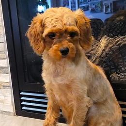 Ivy - Cavapoo