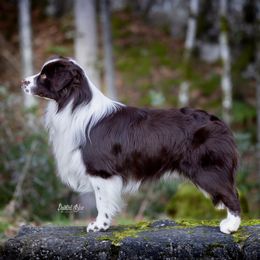 UCH Ken - Miniature American Shepherd