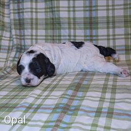 Opal - Black and white female Cockapoo puppy in Sunset, Louisiana from Cano Cockapoos