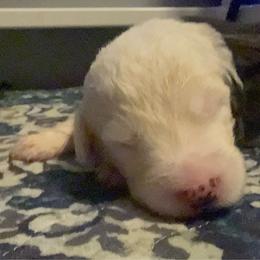 Purple - Gray and white female Old English Sheepdog puppy in Iowa from Midwest Puppy Paws