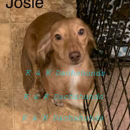 Josie - Dachshund