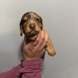 Boy 1 - Dapple male Dachshund puppy in Modesto, California from Torres Dachshunds