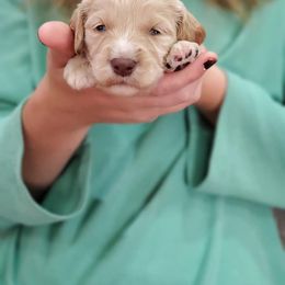 Goldendoodle Puppies from DoodleBlessings