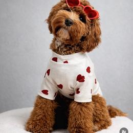 Goldendoodle Puppies from Doodle Squad Puppies