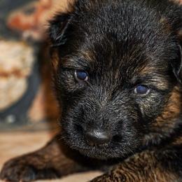 Purple Collar - Black and red female German Shepherd puppy in Howell, Michigan from Sheyenne’s Shepherds