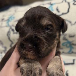 Iris - Liver female Miniature Schnauzer puppy in Graham, Washington from Olivia's Miniature Schnauzer's