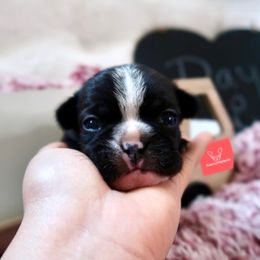 French Bulldog Puppies from FrenchieBnB