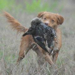 Nova Scotia Duck Tolling Retrievers from Saranac Tollers