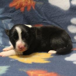 Boy 4 - male Border Collie puppy in Parsons, Kansas from Feathered Cactus Farm