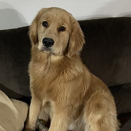 Golden Retrievers from Moxy Goldens