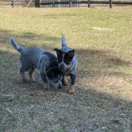 Boy 3 - Blue Australian Cattle Dog puppy in Ocala, Florida from Three Oaks Australian Cattledogs