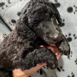 Grey Girl - Silver female Poodle puppy in East Wenatchee, Washington from Stylish Standards