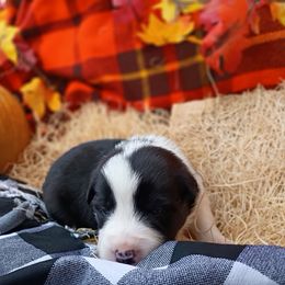 Faron - Black and white male Border Collie puppy in Dundy County, Nebraska from Stag Valley Homestead