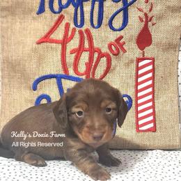Chocolate and Tan Longhair Male - Chocolate and tan male Dachshund puppy in Cleveland, Tennessee from Kelly's Doxie Farm