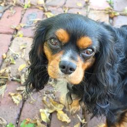 Cooper - Cavalier King Charles Spaniel