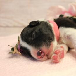 Border Collie Puppies from Team Reeves Ranch