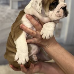 Bulldog Puppies from Sweet Rolls