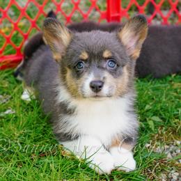 Starling - Blue female Pembroke Welsh Corgi puppy in Bedford, Indiana from Sunny Acres Corgis