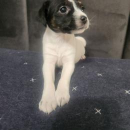 Suzi - Tri-colored female Parson Russell Terrier puppy in Apple Valley, California from Jumping Jack's Russell Terriers