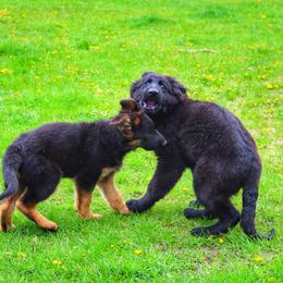 German Shepherd and Pembroke Welsh Corgi Puppies from Muddy Paws Corgis / Von Blake's Gedächtnis