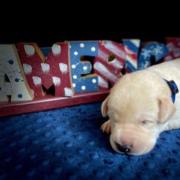 Labrador Retriever Puppies from Gochee Labs